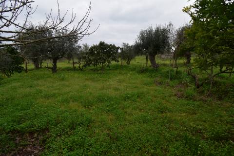Conjunto de 2 terenos rústicos com moradia térrea T2 localizado nas Mouriscas