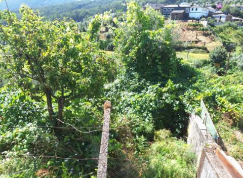 Moradia com terreno de vinha e Olival a 5 km dos Passadiços do Paiva