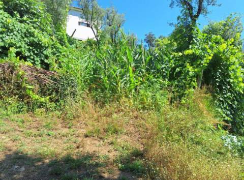 Moradia com terreno de vinha e Olival a 5 km dos Passadiços do Paiva