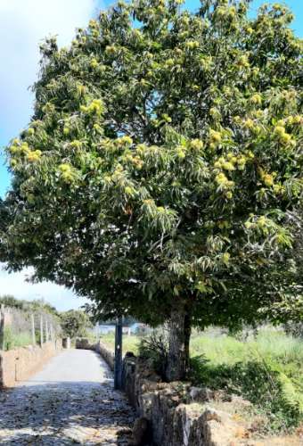 Lote com 2 terrenos em Grijó com projeto aprovado para 2 moradias térreas