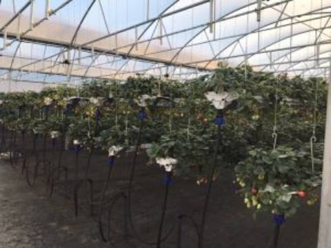 Quinta com unidade de produção em Estufa