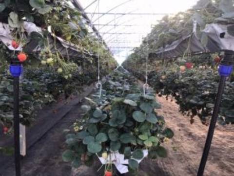 Quinta com unidade de produção em Estufa