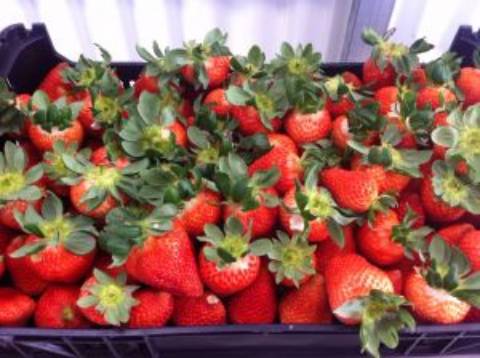 Quinta com unidade de produção em Estufa