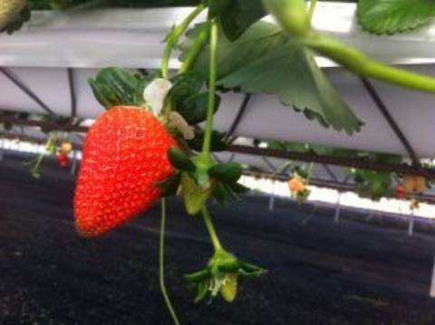 Quinta com unidade de produção em Estufa