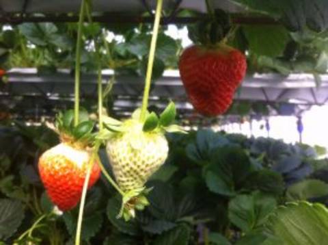 Quinta com unidade de produção em Estufa