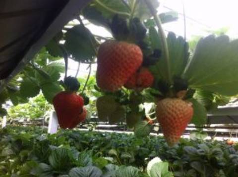 Quinta com unidade de produção em Estufa