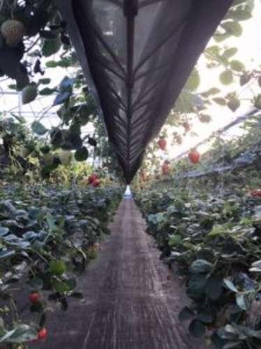 Quinta com unidade de produção em Estufa