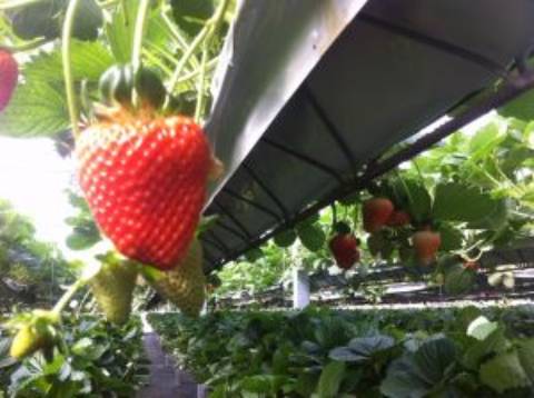 Quinta com unidade de produção em Estufa