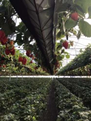 Quinta com unidade de produção em Estufa