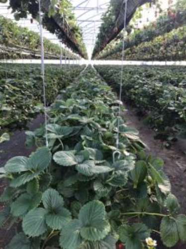 Quinta com unidade de produção em Estufa