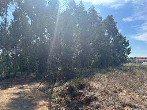 Terreno Plano, Oiã - Oliveira do Bairro