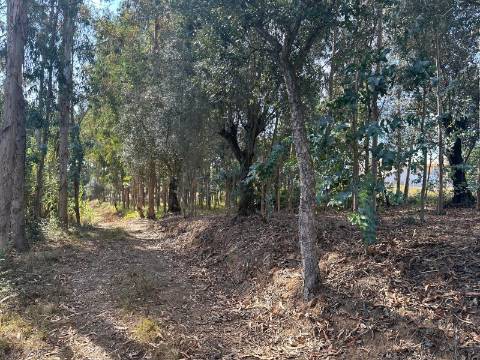 Terreno Plano, Oiã - Oliveira do Bairro