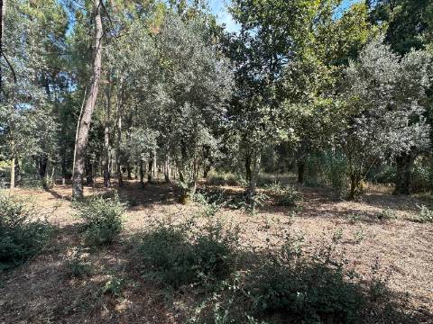 Terreno Plano, Oiã - Oliveira do Bairro