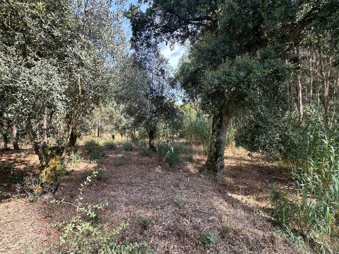 Terreno Plano, Oiã - Oliveira do Bairro