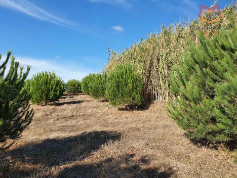 Terreno em Salemas Lousa, Loures