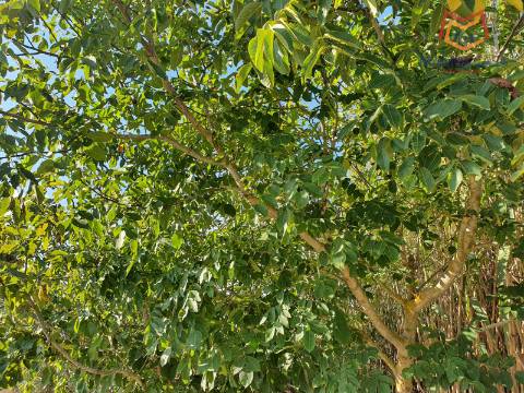 Terreno em Salemas Lousa, Loures