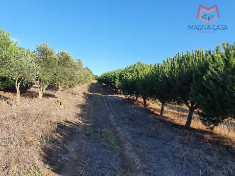Terreno em Salemas Lousa, Loures