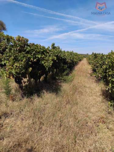 Terreno com Vinha, Borba, Èvora