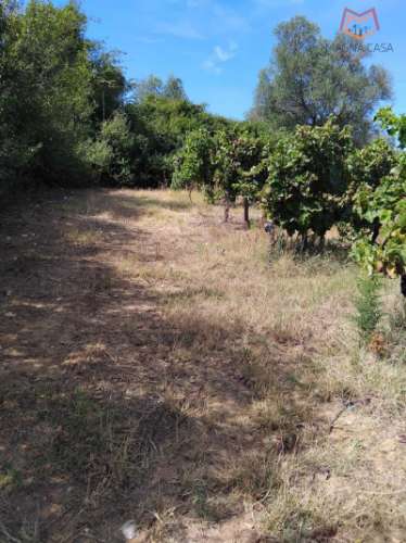 Terreno com Vinha, Borba, Èvora