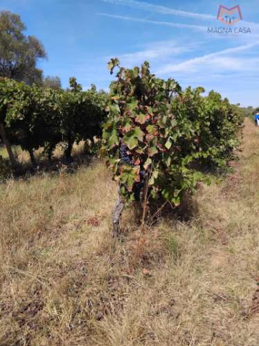 Terreno com Vinha, Borba, Èvora