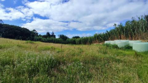 VENDA de AMPLO TERRENO RÚSTICO - Ajuda da Bretanha, Ponta Delgada, Ilha de São Miguel, Açores