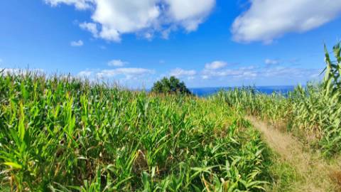 VENDA de AMPLO TERRENO RÚSTICO - Ajuda da Bretanha, Ponta Delgada, Ilha de São Miguel, Açores