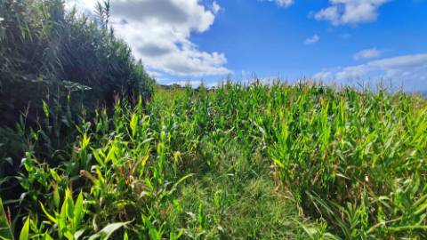 VENDA de AMPLO TERRENO RÚSTICO - Ajuda da Bretanha, Ponta Delgada, Ilha de São Miguel, Açores