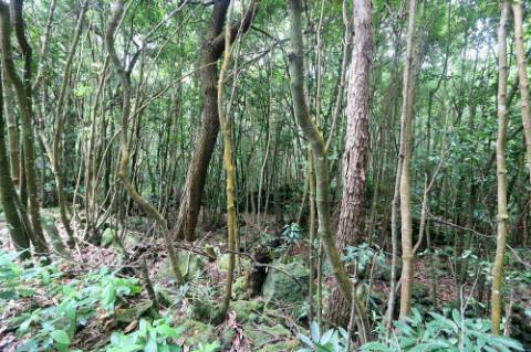 VENDA de TERRENO RÚSTICO - Nossa Senhora do Rosário, Lagoa, Ilha de São Miguel, Açores
