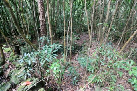 VENDA de TERRENO RÚSTICO - Nossa Senhora do Rosário, Lagoa, Ilha de São Miguel, Açores