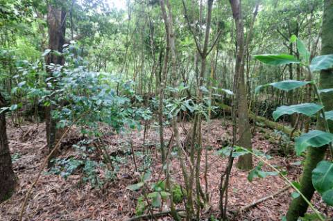 VENDA de TERRENO RÚSTICO - Nossa Senhora do Rosário, Lagoa, Ilha de São Miguel, Açores