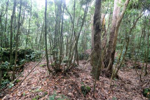 VENDA de TERRENO RÚSTICO - Nossa Senhora do Rosário, Lagoa, Ilha de São Miguel, Açores