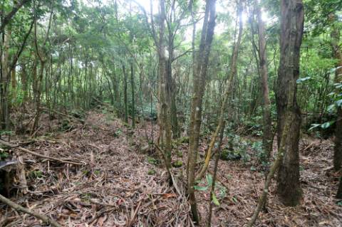 VENDA de TERRENO RÚSTICO - Nossa Senhora do Rosário, Lagoa, Ilha de São Miguel, Açores