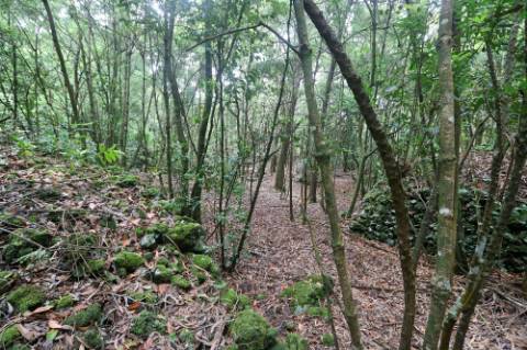 VENDA de TERRENO RÚSTICO - Nossa Senhora do Rosário, Lagoa, Ilha de São Miguel, Açores