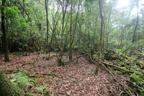 VENDA de TERRENO RÚSTICO - Nossa Senhora do Rosário, Lagoa, Ilha de São Miguel, Açores