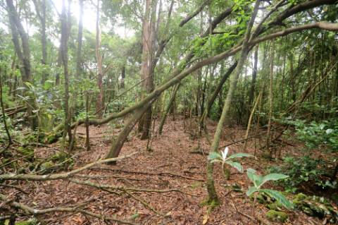 VENDA de TERRENO RÚSTICO - Nossa Senhora do Rosário, Lagoa, Ilha de São Miguel, Açores