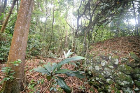 VENDA de TERRENO RÚSTICO - Nossa Senhora do Rosário, Lagoa, Ilha de São Miguel, Açores