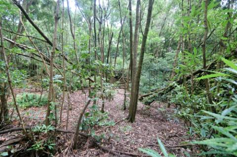 VENDA de TERRENO RÚSTICO - Nossa Senhora do Rosário, Lagoa, Ilha de São Miguel, Açores