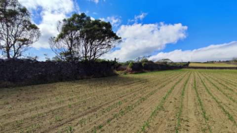 VENDA conjunta de 5 TERRENOS com potencial para construção em Ponta Delgada, Ilha de São Miguel, Açores