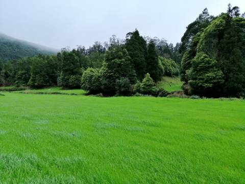 VENDA de AMPLO TERRENO rústico com pastagem e mata - Sete Cidades, Ponta Delgada, Ilha de São Miguel, Açores