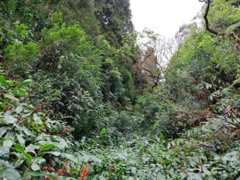 VENDA de AMPLO TERRENO rústico com pastagem e mata - Sete Cidades, Ponta Delgada, Ilha de São Miguel, Açores