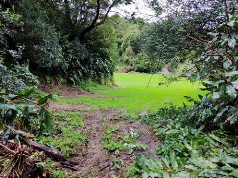 VENDA de AMPLO TERRENO rústico com pastagem e mata - Sete Cidades, Ponta Delgada, Ilha de São Miguel, Açores