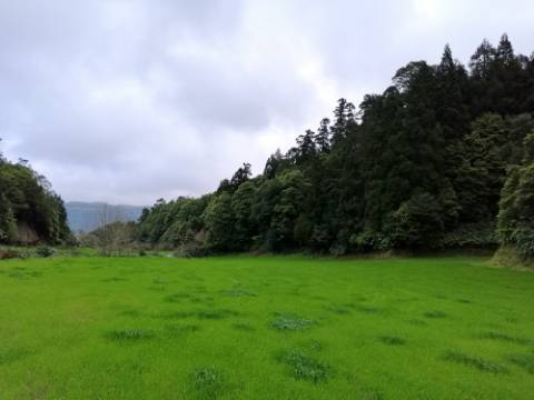 VENDA de AMPLO TERRENO rústico com pastagem e mata - Sete Cidades, Ponta Delgada, Ilha de São Miguel, Açores