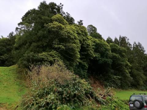 VENDA de AMPLO TERRENO rústico com pastagem e mata - Sete Cidades, Ponta Delgada, Ilha de São Miguel, Açores