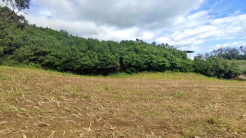 VENDA de TERRENO RÚSTICO - São Roque, Ponta Delgada, Ilha de São Miguel, Açores
