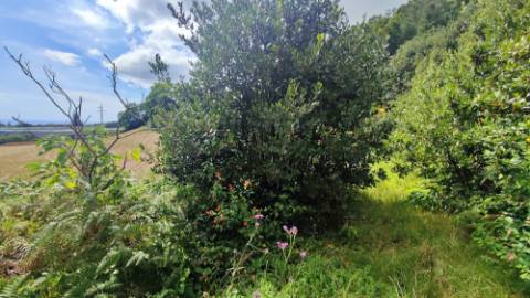 VENDA de TERRENO RÚSTICO - São Roque, Ponta Delgada, Ilha de São Miguel, Açores