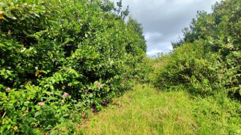 VENDA de TERRENO RÚSTICO - São Roque, Ponta Delgada, Ilha de São Miguel, Açores