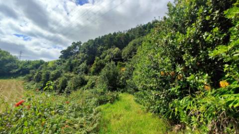 VENDA de TERRENO RÚSTICO - São Roque, Ponta Delgada, Ilha de São Miguel, Açores