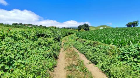 VENDA de AMPLO TERRENO - Santa Cruz, Lagoa (Açores), Ilha de São Miguel, Açores, Portugal
