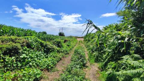 VENDA de AMPLO TERRENO - Santa Cruz, Lagoa (Açores), Ilha de São Miguel, Açores, Portugal