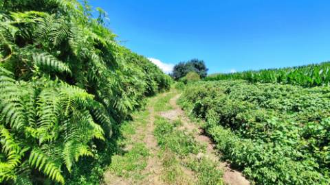 VENDA de AMPLO TERRENO - Santa Cruz, Lagoa (Açores), Ilha de São Miguel, Açores, Portugal